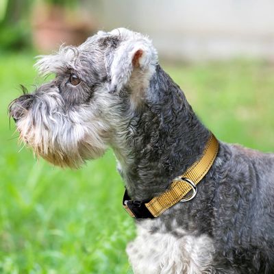Logo personnalisé Collier de chien en néoprène doux Respirant et confortable pour les chiens actifs