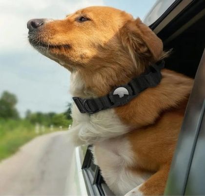 Collier pour chiens Collier pour animaux de compagnie réglable en nylon écologique avec étiquette d'air Traqueur GPS