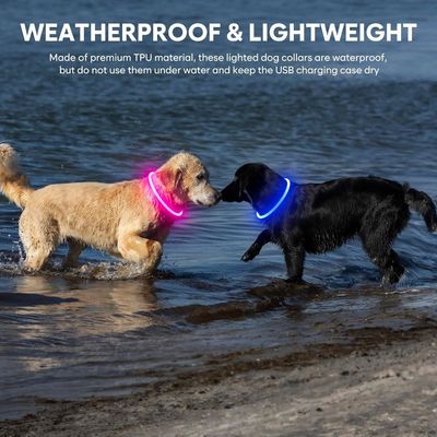 Collier de chien lumineux acceptable pour animaux de compagnie étanche et durable