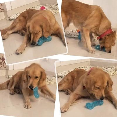 Jouets à mâcher doux pour chiens Forme osseuse TPR durable pour l'entraînement interactif et le nettoyage des dents