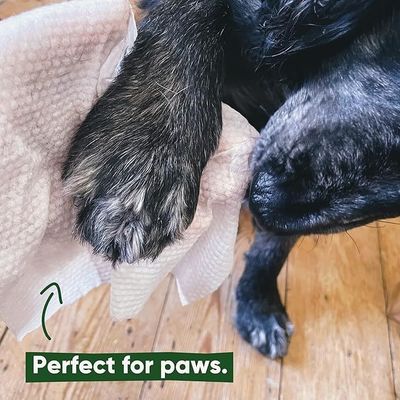 Seringues pour animaux de compagnie avec une formule naturelle à base de plantes biodégradable et inoffensive