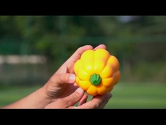 TPR Pumpkin Ball Shake fait rire Jouet interactif pour chien pour le pâturage et l'entraînement