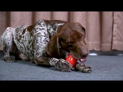 Jouets à mâcher pour chiens de compagnie à grincement Durs et durables pour les mâcheurs agressifs Style à la mode